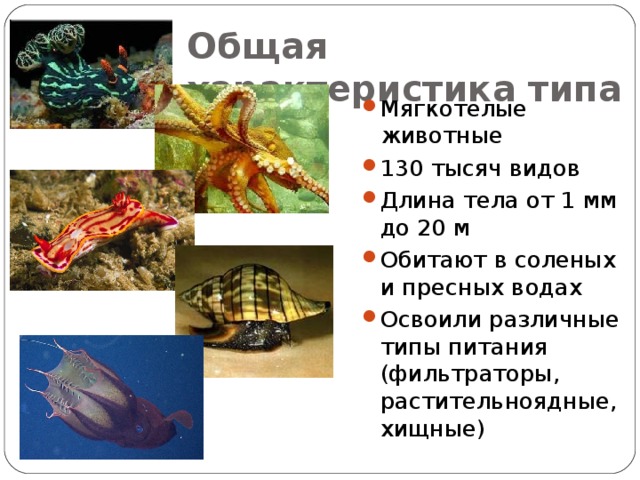 Общая характеристика типа Мягкотелые животные 130 тысяч видов Длина тела от 1 мм до 20 м Обитают в соленых и пресных водах Освоили различные типы питания (фильтраторы, растительноядные, хищные)   