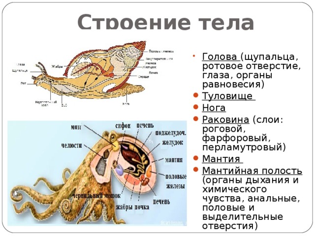 Кто из перечисленных организмов не имеет мантии