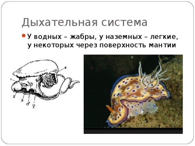 Дыхательная система У водных – жабры, у наземных – легкие, у некоторых через поверхность мантии  