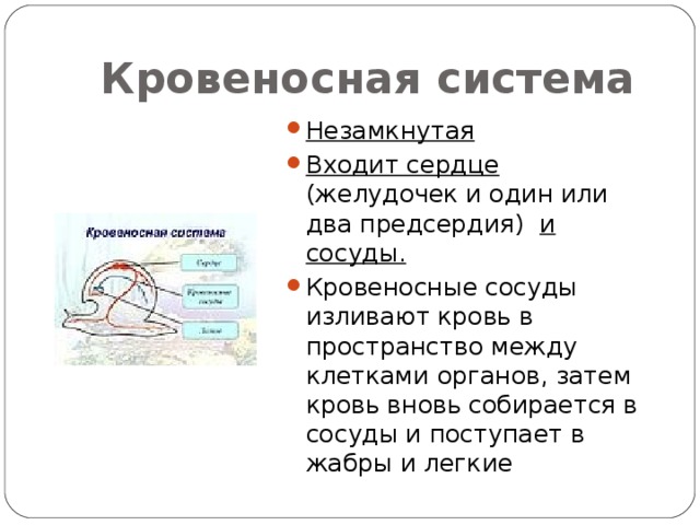 Кровеносная система Незамкнутая Входит сердце (желудочек и один или два предсердия) и сосуды. Кровеносные сосуды изливают кровь в пространство между клетками органов, затем кровь вновь собирается в сосуды и поступает в жабры и легкие 