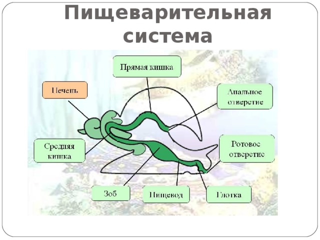 Пищеварительная система брюхоногих