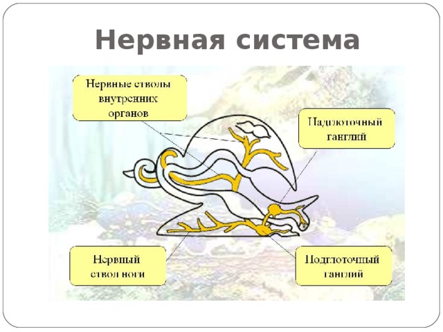 Нервная система 
