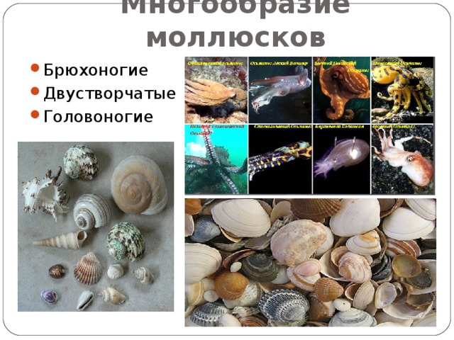 Многообразие моллюсков Брюхоногие Двустворчатые Головоногие  
