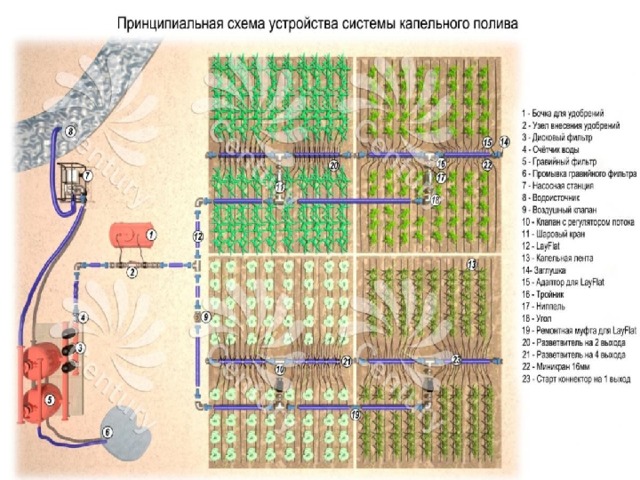 Схема полива картофеля