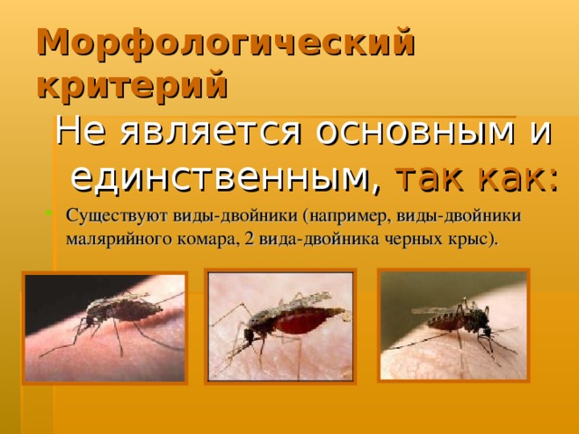 Морфологический критерий Не является основным и единственным,  так как: Существуют виды-двойники (например, виды-двойники малярийного комара, 2 вида-двойника черных крыс). 