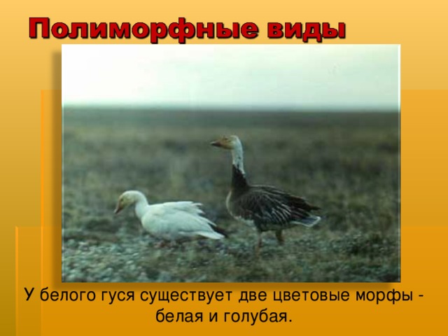 У белого гуся существует две цветовые морфы - белая и голубая. 