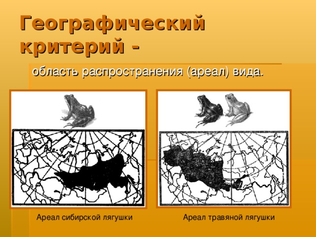 Географический критерий -  область распространения (ареал) вида. Ареал сибирской лягушки Ареал травяной лягушки 