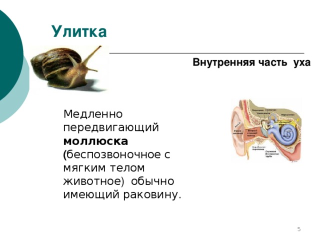 Улитка функции. Костный и перепончатый лабиринт внутреннего уха. Строение костного и перепончатого лабиринта внутреннего уха. Улитка уха строение и функции. Улитка уха функции.