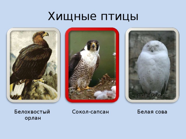 Хищные птицы Белохвостый  орлан Сокол-сапсан Белая сова 