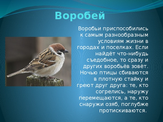 5 воробьев. Воробей описание птицы для 1 класса. Рассказ про воробья. Доклад про воробья. Воробей описание для детей.