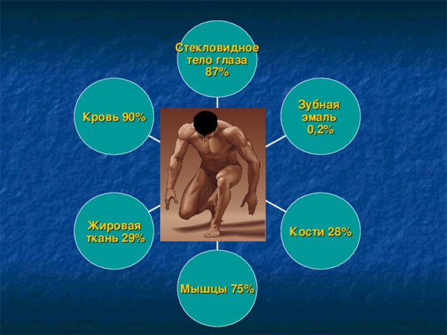 Стекловидное  тело глаза 87% Зубная эмаль 0,2% Кровь 90% Жировая  ткань 29% Кости 28% Мышцы 75% 