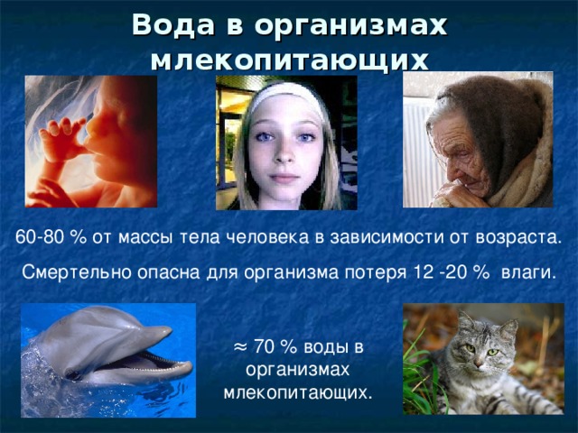 Вода в организмах млекопитающих 60-80 % от массы тела человека в зависимости от возраста. Смертельно опасна для организма потеря 12 -20 % влаги. ≈ 70 % воды в организмах млекопитающих. 