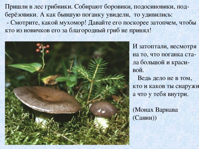 И затоптали, несмотря на то, что поганка ста- ла большой и краси- вой.  Ведь дело не в том, кто и каков ты снаружи, а что у тебя внутри. (Монах Варнава (Санин)) 