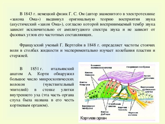 В 1843 г. немецкий физик Г. С. Ом (автор знаменитого в электротехнике «закона Ома») выдвинул оригинальную теорию восприятия звука (акустический «закон Ома»), согласно которой воспринимаемый тембр звука зависит исключительно от амплитудного спектра звука и не зависит от фазовых углов его частотных составляющих. Французский ученый Г. Вертгейм в 1848 г. определяет частоты стоячих волн в столбах жидкости и экспериментально изучает колебания пластин и стержней. В 1851 г. итальянский анатом А. Корти обнаружил большое число микроскопических волокон (чувствительный эпителий) в стенке улитки внутреннего уха (эта часть органа слуха была названа в его честь кортиевым органом). 