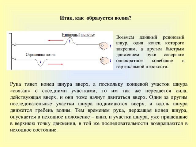 Итак, как образуется волна? Возьмем длинный резиновый шнур, один конец которого закрепим, а другим быстрым движением руки совершим однократное колебание в вертикальной плоскости. Рука тянет конец шнура вверх, а поскольку концевой участок шнура « связан » с соседними участками, то им так же передается сила, действующая вверх, и они тоже начнут двигаться вверх. Один за другим последовательные участки шнура поднимаются вверх, и вдоль шнура движется гребень волны. Тем временем рука, держащая конец шнура, опускается в исходное положение – вниз, и участки шнура, уже пришедшие в верхнюю точку движения, в той же последовательности возвращаются в исходное состояние. 