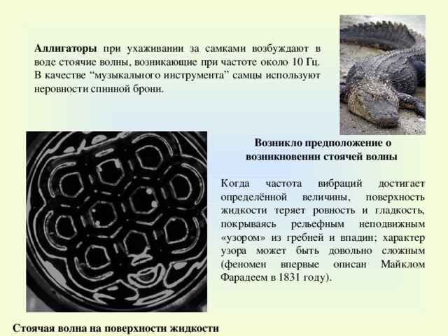 Аллигаторы  при ухаживании за самками возбуждают в воде стоячие волны, возникающие при частоте около 10 Гц. В качестве “ музыкального инструмента ” самцы используют неровности спинной брони. Возникло предположение о возникновении стоячей волны  Когда частота вибраций достигает определённой величины, поверхность жидкости теряет ровность и гладкость, покрываясь рельефным неподвижным «узором» из гребней и впадин; характер узора может быть довольно сложным (феномен впервые описан Майклом Фарадеем в 1831 году). Стоячая волна на поверхности жидкости 