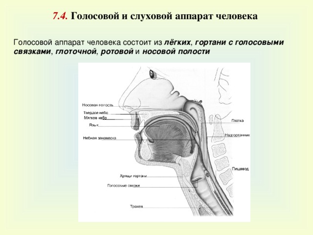 Голосовые связки у человека фото