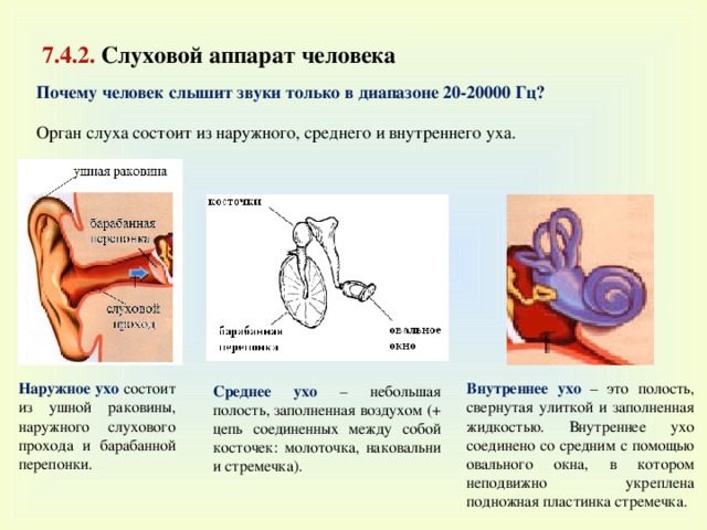 Определение объема кратковременной слуховой памяти у человека вывод