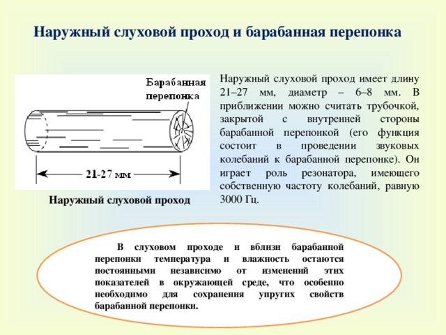 Наружный слуховой проход и барабанная перепонка Наружный слуховой проход  имеет дли­ну 21–27 мм, диаметр – 6–8 мм. В приближении можно считать трубочкой, закрытой с внутренней стороны барабанной перепонкой (его функция состоит в проведении звуковых колебаний к барабанной перепонке). Он играет роль резонатора, имеющего собственную частоту колебаний, равную 3000 Гц. Наружный слуховой проход В слуховом проходе и вблизи барабанной перепонки температура и влажность остаются постоянными независимо от изменений этих показателей в окружающей среде, что особенно необходимо для сохранения упругих свойств барабанной перепонки. 