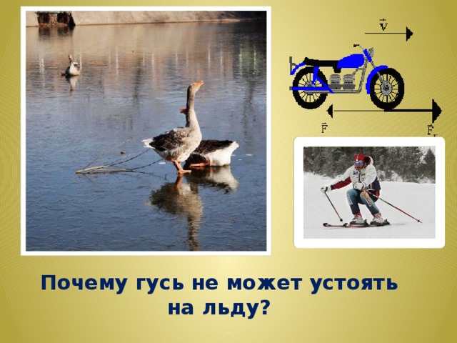 Почему гусь не может устоять на льду? 