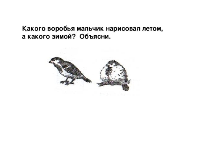 Мальчик зарисовал воробья один раз летом а другой раз зимой какой из рисунков сделан зимой