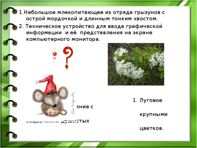  1.Небольшое млекопитающее из отряда грызунов с острой мордочкой и длинным тонким хвостом. 2. Техническое устройство для ввода графической информации и её представления на экране компьютерного монитора.  1. Луговое травянистое растение с  крупными соцветиями душистых  цветков. 