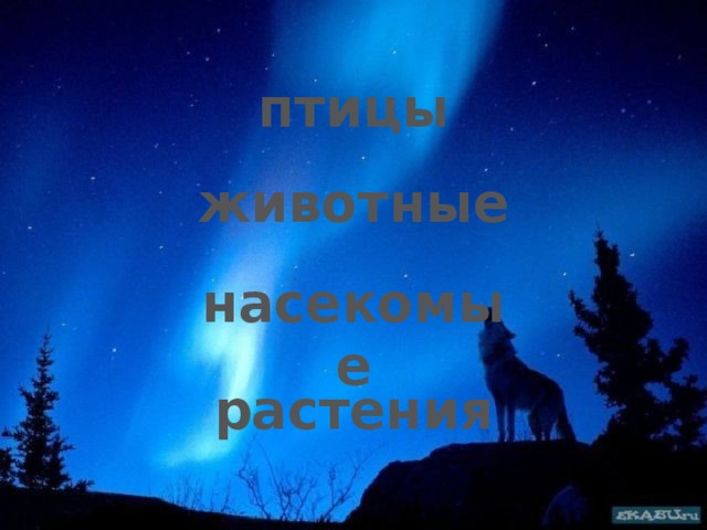 птицы животные насекомые растения 