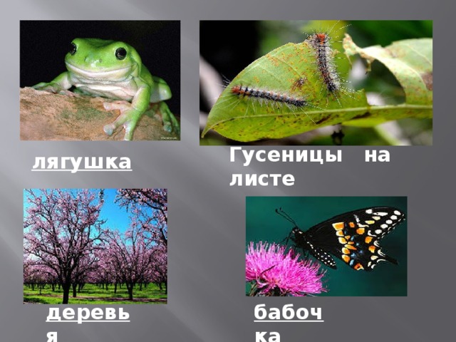 Гусеницы на листе лягушка деревья бабочка 