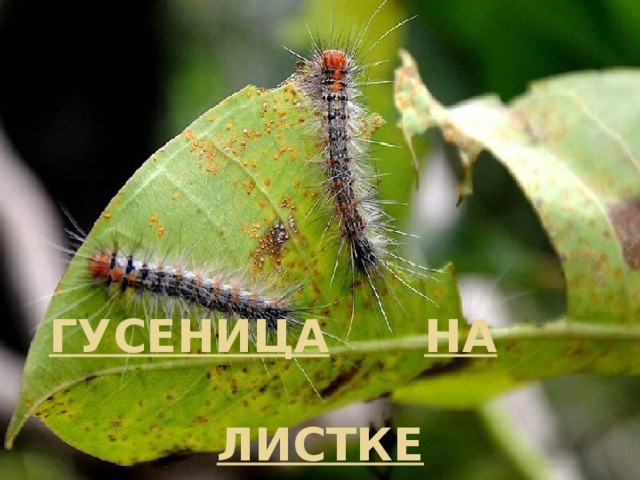 ГУСЕНИЦА  НА    ЛИСТКЕ 