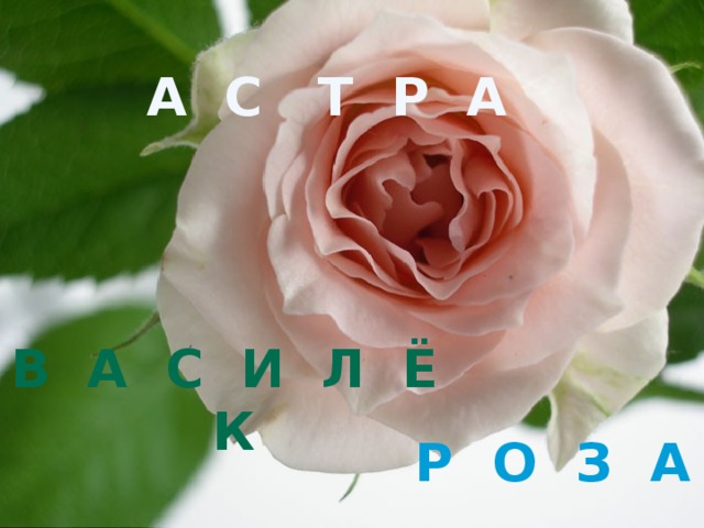 А С Т Р А В А С И Л Ё К Р О З А 