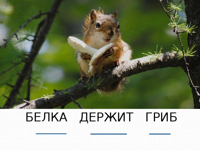 БЕЛКА ДЕРЖИТ ГРИБ 