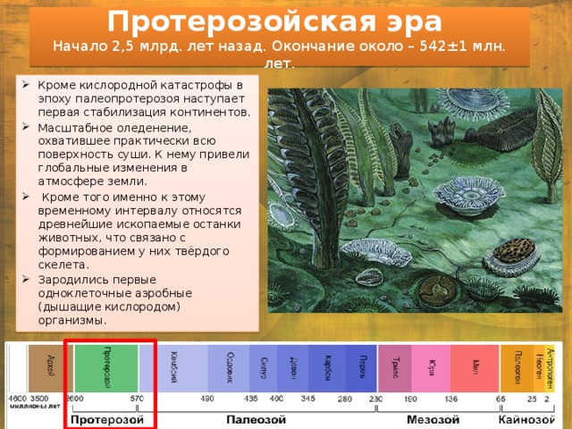 Протерозойская эра  Начало 2,5 млрд. лет назад. Окончание около – 542±1 млн. лет. Кроме кислородной катастрофы в эпоху палеопротерозоя наступает первая стабилизация континентов. Масштабное оледенение, охватившее практически всю поверхность суши. К нему привели глобальные изменения в атмосфере земли.   Кроме того именно к этому временному интервалу относятся древнейшие ископаемые останки животных, что связано с формированием у них твёрдого скелета. Зародились первые одноклеточные аэробные (дышащие кислородом) организмы. 