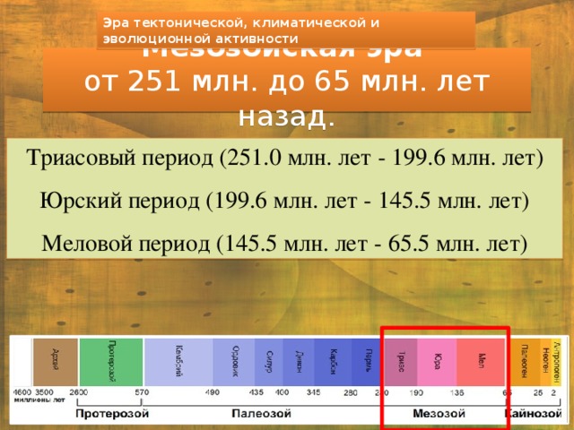 Палеозойская эра Кембрий  Растения были представлены главным образом водорослями.  Эволюционный взрыв раннего кембрия произвел на свет множество разнообразных существ: примитивные креветки, медузы, головоногие моллюски (родственники осьминогов и кальмаров), примитивные панцирные рыбы, черви , примитивные моллюски (похожие на современных морских улиток), брахиоподы - животные с двустворчатыми раковинами, различные иглокожие ( морские звезды и морские ежи ).  Поверхность суши заселяли многоножки, скорпионы, пауки, клещи, насекомые. Трилобиты - вымерший класс морских членистоногих, ближе всего стоящих к ракообразным. Своего наивысшего расцвета трилобиты достигли в ордовикский период, однако к концу палеозойской эры, 225 млн лет назад, они полностью вымерли.  Высокоразвитое зрение - впервые появилось у трилобитов. Подобно глазам современных насекомых и ракообразных, глаза трилобитов были сложными и состояли из скоплений крохотных линз. Линзы эти оказались достаточно прочными, чтобы сохраниться в ископаемом виде. 