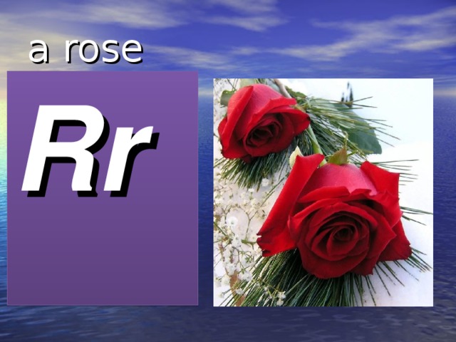 a rose Rr 