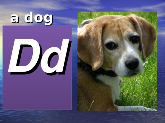 a dog Dd 
