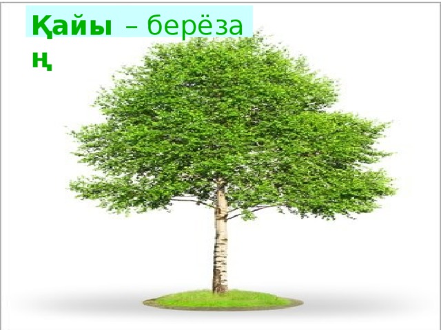 Қайың  – берёза 