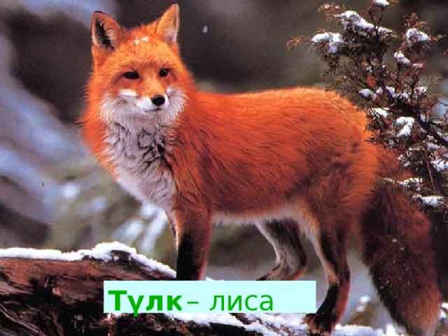 Т үлкі  – лиса 