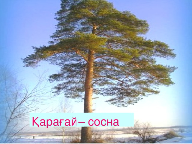 Қарағай – сосна 