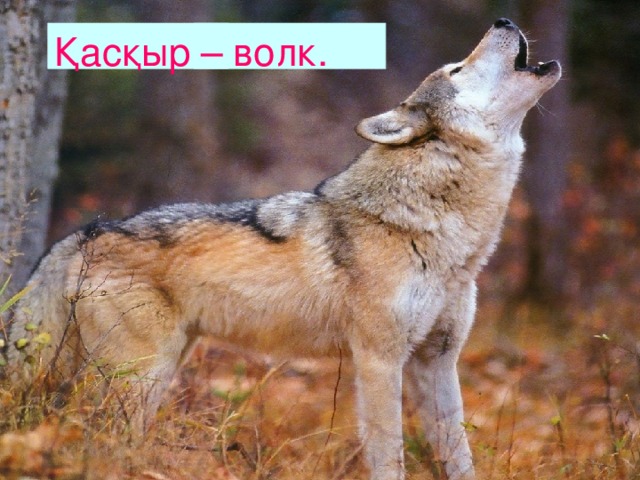 Қасқыр – волк. 