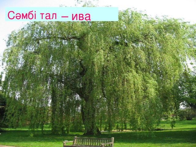 Сәмбі тал – ива 
