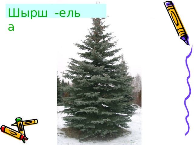 Шырша  -ель 