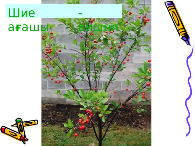 Шие а ғ ашы  -вишня 