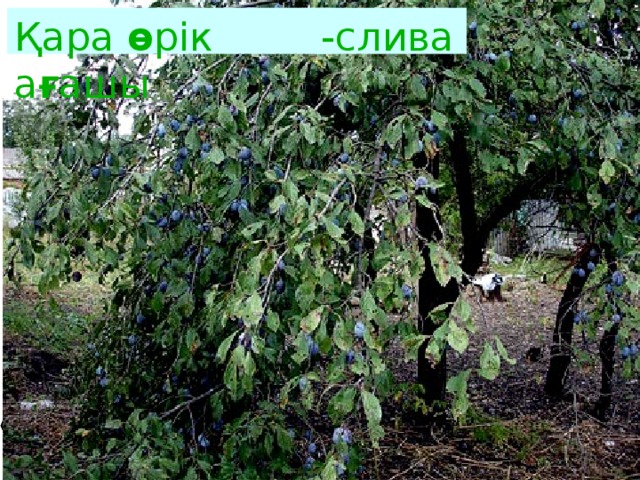 Қара ө рік а ғ ашы -слива 
