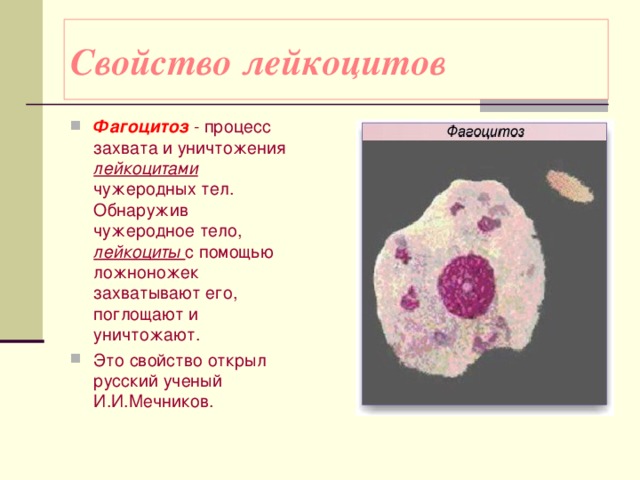 Свойство лейкоцитов Фагоцитоз - процесс захвата и уничтожения лейкоцитами  чужеродных тел. Обнаружив чужеродное тело, лейкоциты с помощью ложноножек захватывают его, поглощают и уничтожают. Это свойство открыл русский ученый И.И.Мечников.   