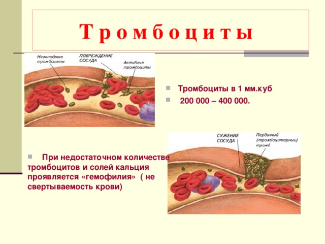  Т р о м б о ц и т ы  Тромбоциты в 1 мм.куб  200 000 – 400 000.   При недостаточном количестве тромбоцитов и солей кальция проявляется «гемофилия» ( не свертываемость крови) 