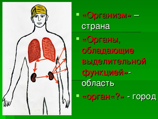 «Организм» – страна «Органы, обладающие выделительной функцией» -область «орган«?» - город 