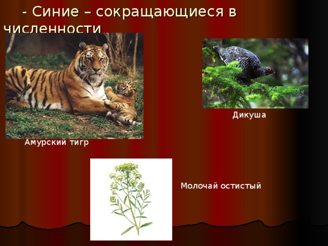  - Синие – сокращающиеся в численности Дикуша Амурский тигр Молочай остистый 
