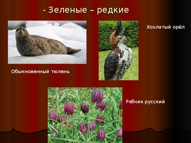 - Зеленые – редкие   Хохлатый орёл Обыкновенный тюлень Рябчик русский 