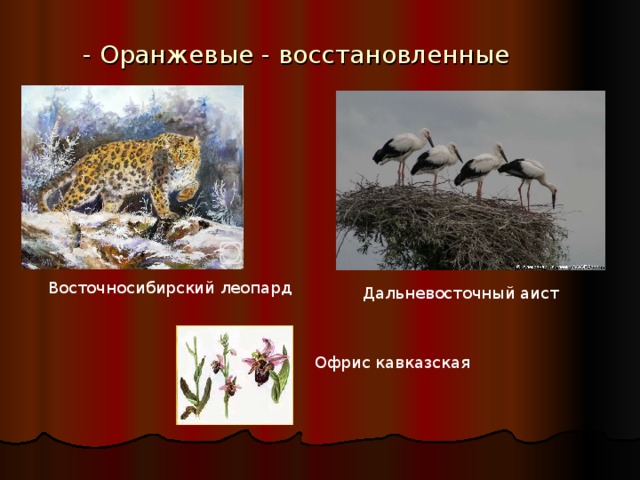 - Оранжевые - восстановленные Восточносибирский леопард Дальневосточный аист Офрис кавказская   