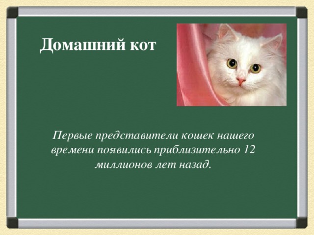 Домашний кот Первые представители кошек нашего времени появились приблизительно 12 миллионов лет назад. 